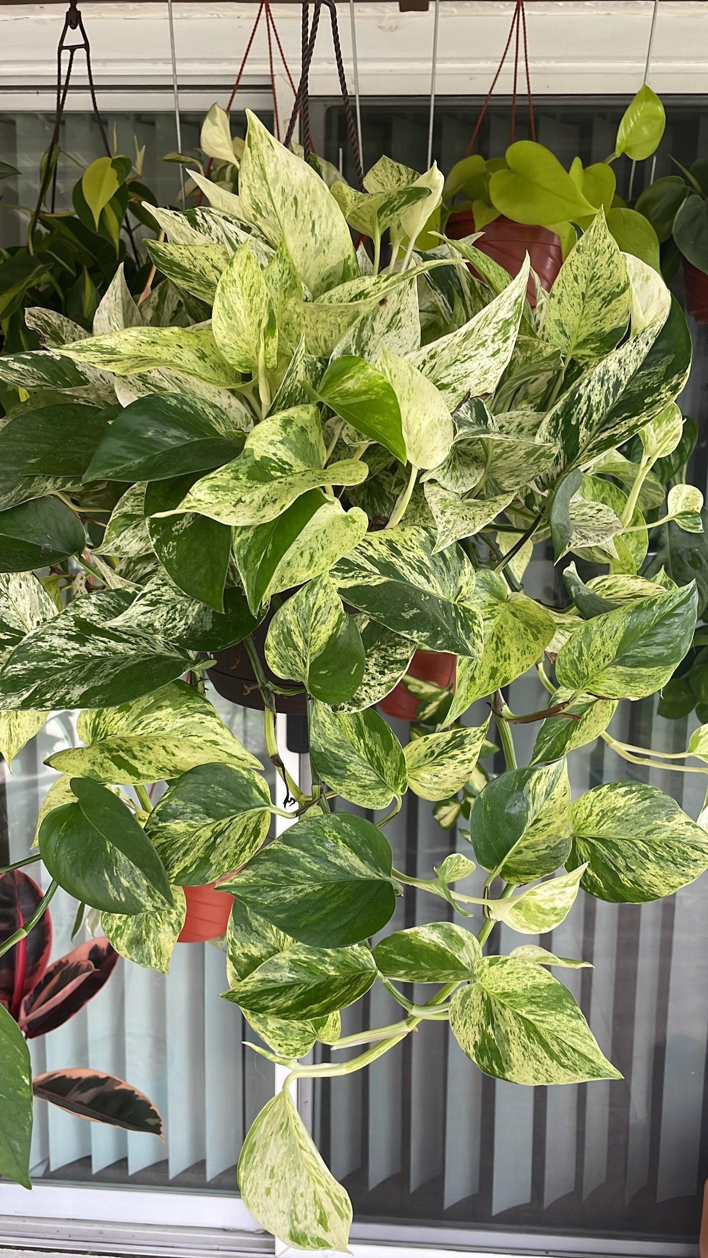 Pothos 2c Epipremnum Aureum 27snow Queen 27 19 871d89e4 075e 47b1 A5ab 77ff0d9a68cf from www redcrocus com