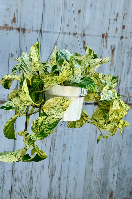 Pothos 2c Epipremnum Aureum 27snow Queen 27 28 B1f68307 4aa1 407c Bb46 856367d55d49 from www redcrocus com
