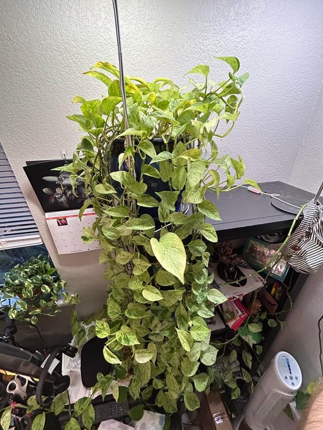 Pothos 2c Epipremnum Aureum 27snow Queen 27 35 A00d8903 A8a6 4d9f Aa32 12754687ed7d from www redcrocus com