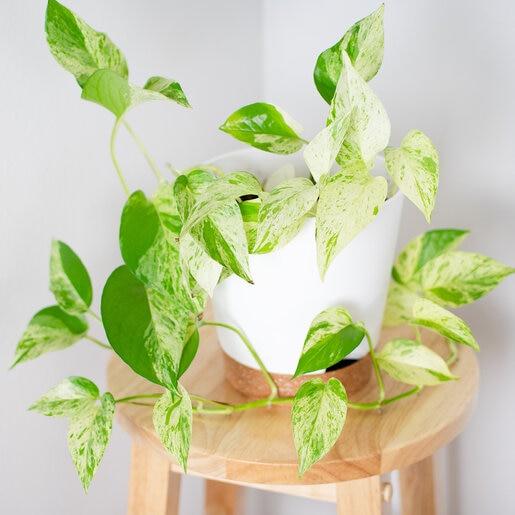 Pothos 2c Epipremnum Aureum 27snow Queen 27 39 F4f8b7d0 Ef0c 41fb 88e1 1f2709ad8e9d from www redcrocus com