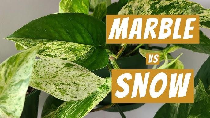 Pothos 2c Epipremnum Aureum 27snow Queen 27 40 21ad1435 0ebc 4e38 9174 092f240fed66 from www redcrocus com