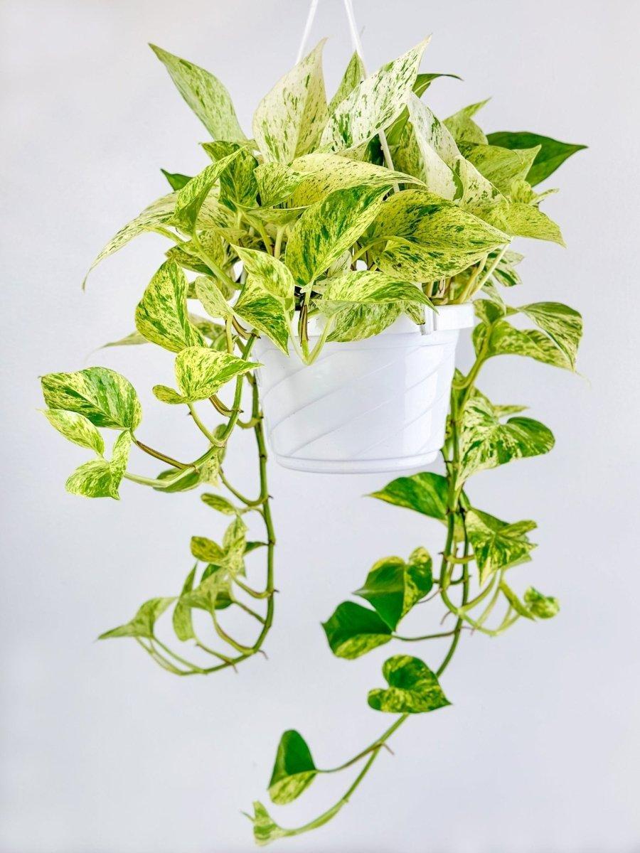 Pothos 2c Epipremnum Aureum 27snow Queen 27 8 4772668b 9b69 4d7f 8c07 2de1f7556d3d from www redcrocus com