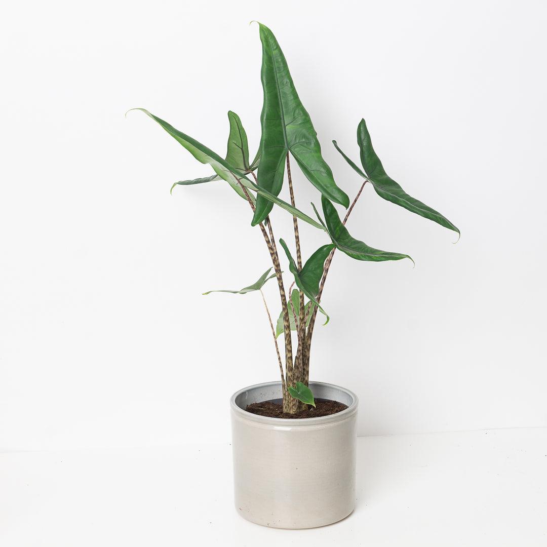 Alocasia 'tigrina' - View 10 from www redcrocus com