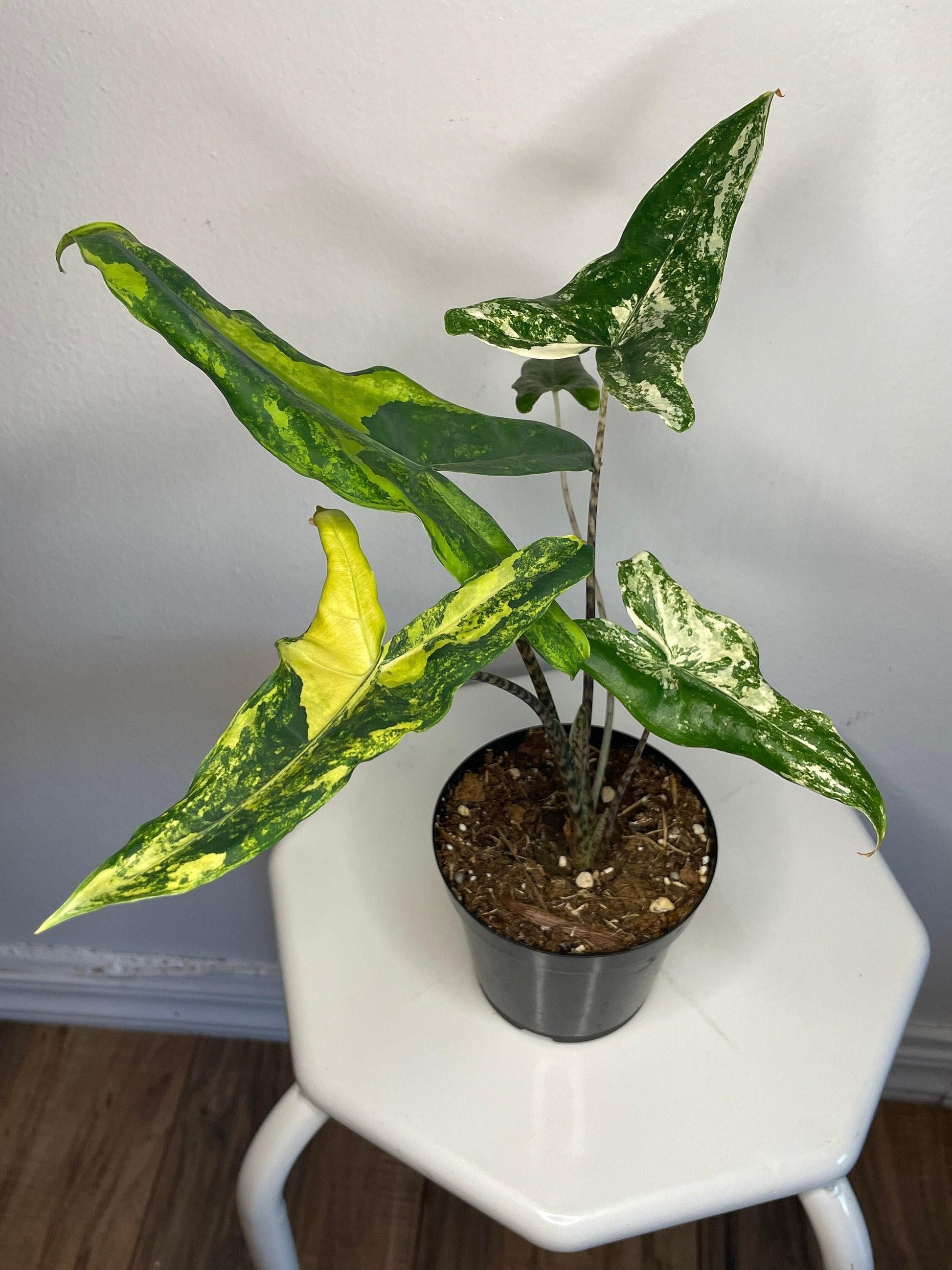 Alocasia 'tigrina' - View 14 from www redcrocus com