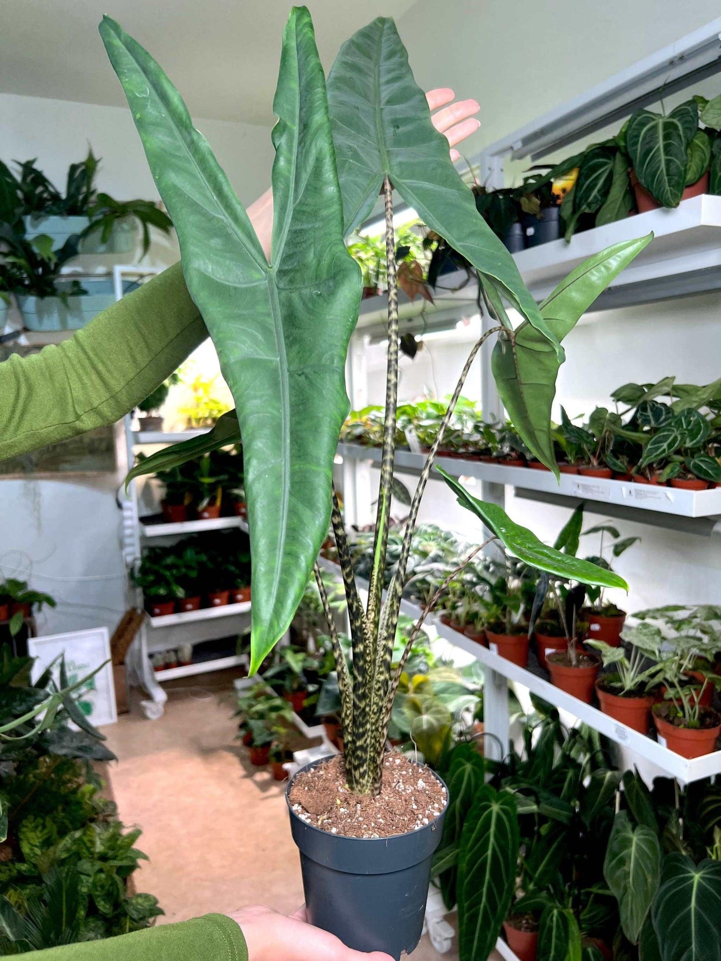 Alocasia 'tigrina' - View 15 from www redcrocus com