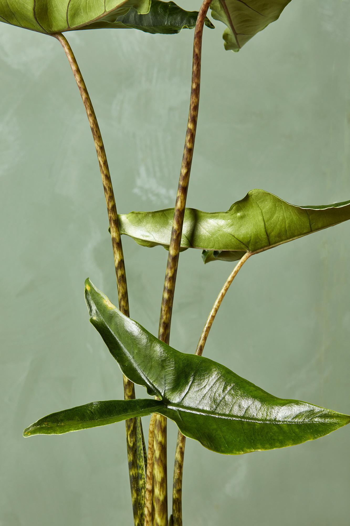 Alocasia 'tigrina' - View 16 from www redcrocus com