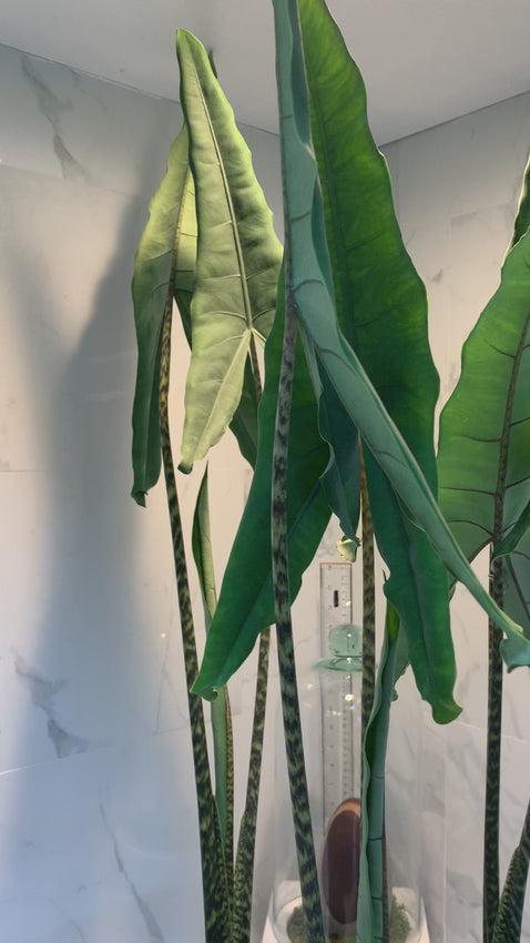 Alocasia 'tigrina' - View 17 from www redcrocus com