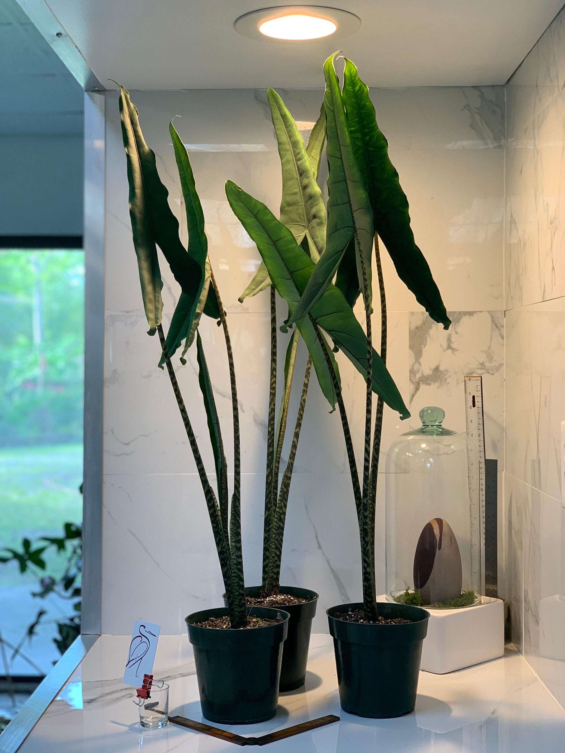Alocasia 'tigrina' - View 1 from www redcrocus com