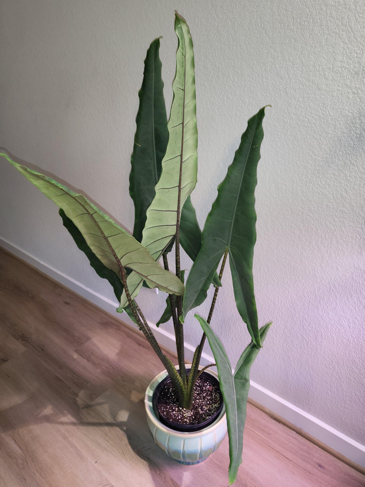 Alocasia 'tigrina' - View 21 from www redcrocus com