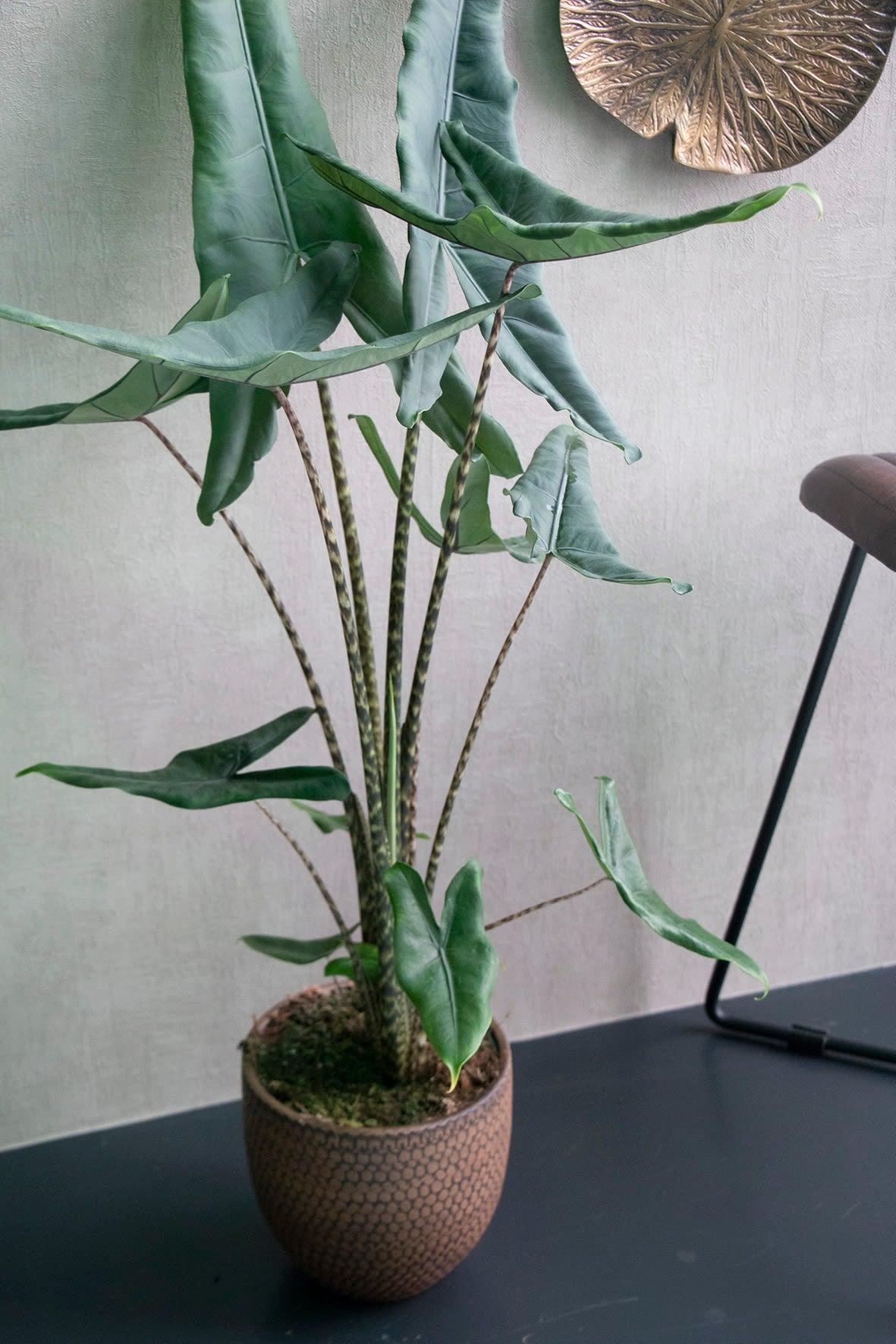 Alocasia 'tigrina' - View 25 from www redcrocus com
