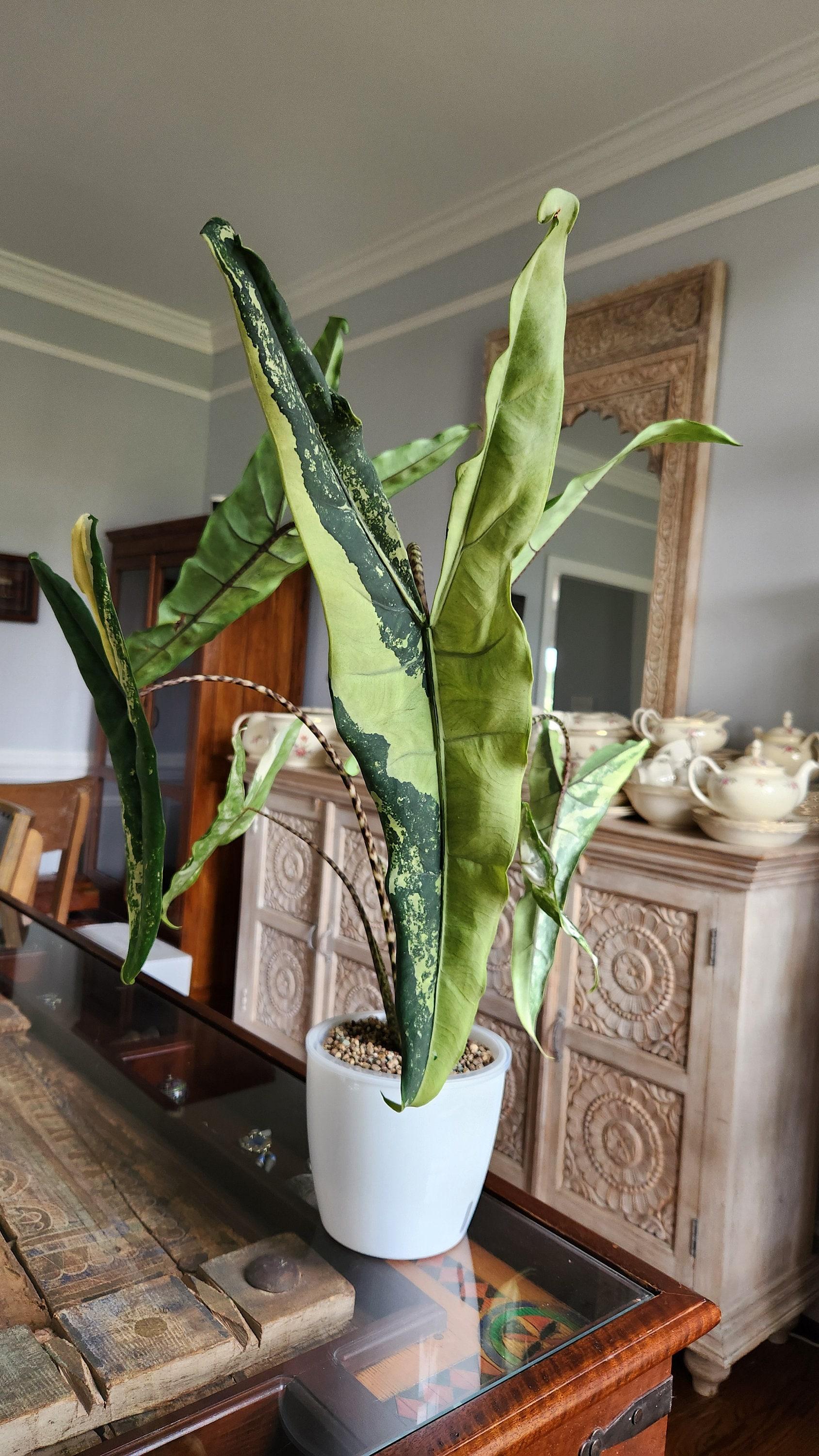 Alocasia 'tigrina' - View 26 from www redcrocus com