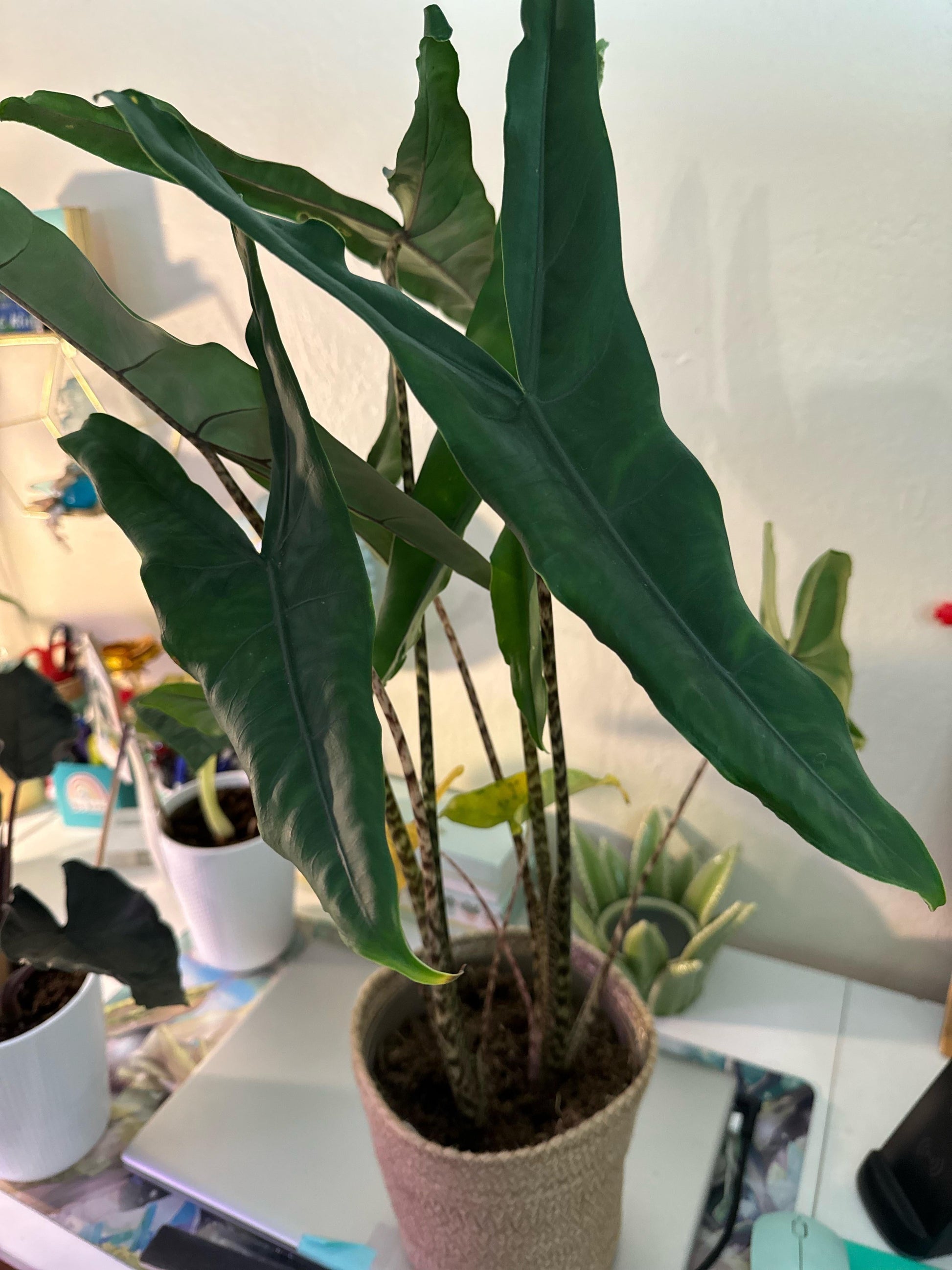 Alocasia 'tigrina' - View 27 from www redcrocus com