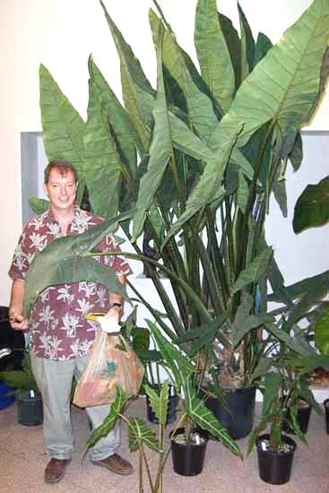Alocasia 'tigrina' - View 28 from www redcrocus com
