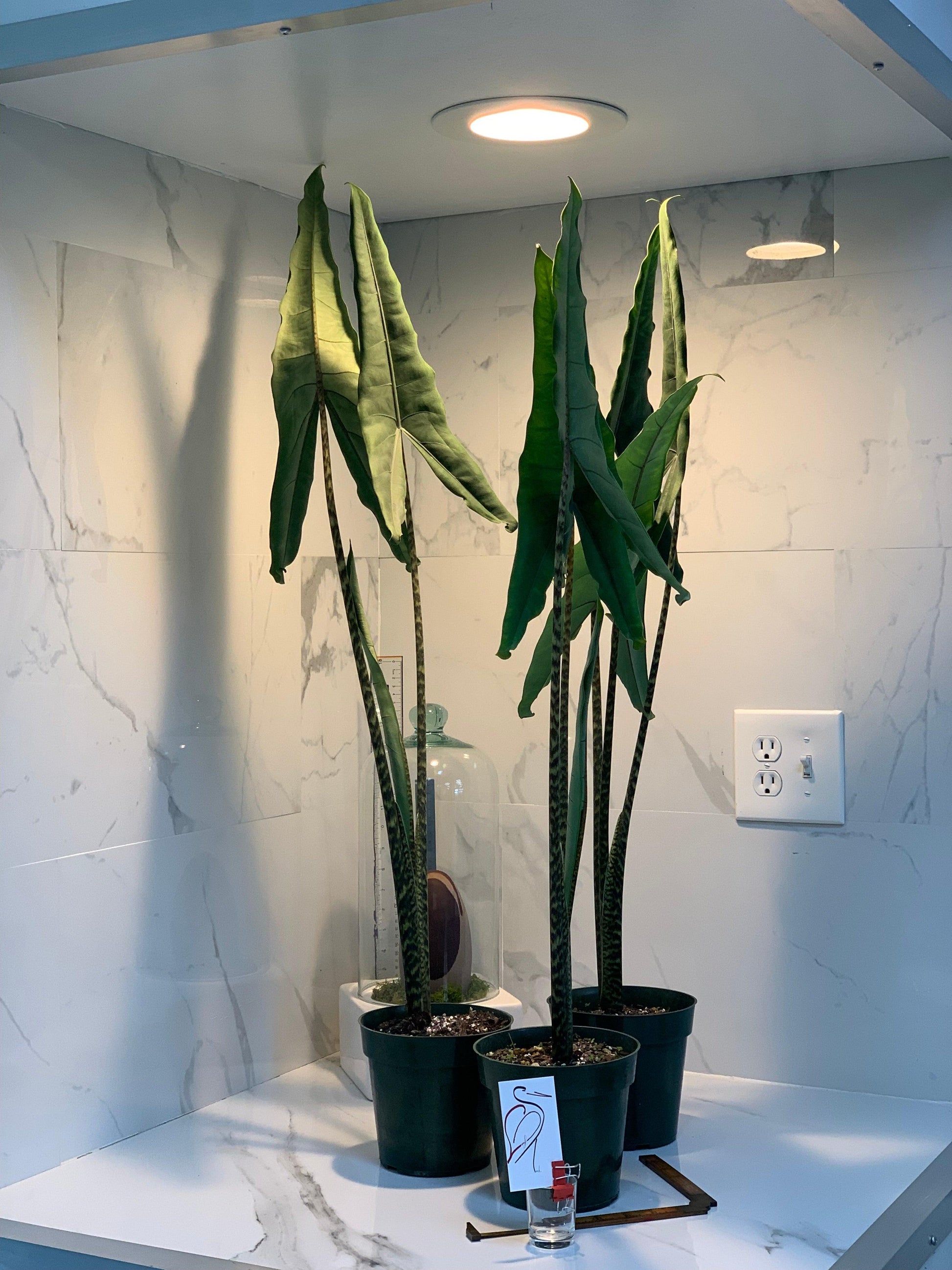 Alocasia 'tigrina' - View 4 from www redcrocus com