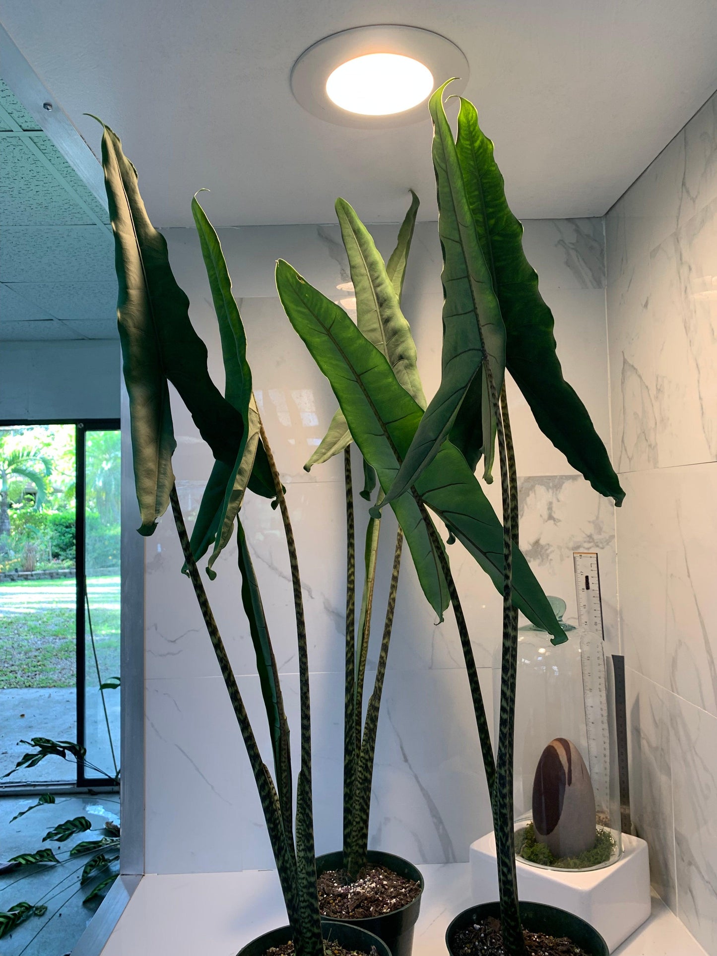 Alocasia 'tigrina' - View 5 from www redcrocus com
