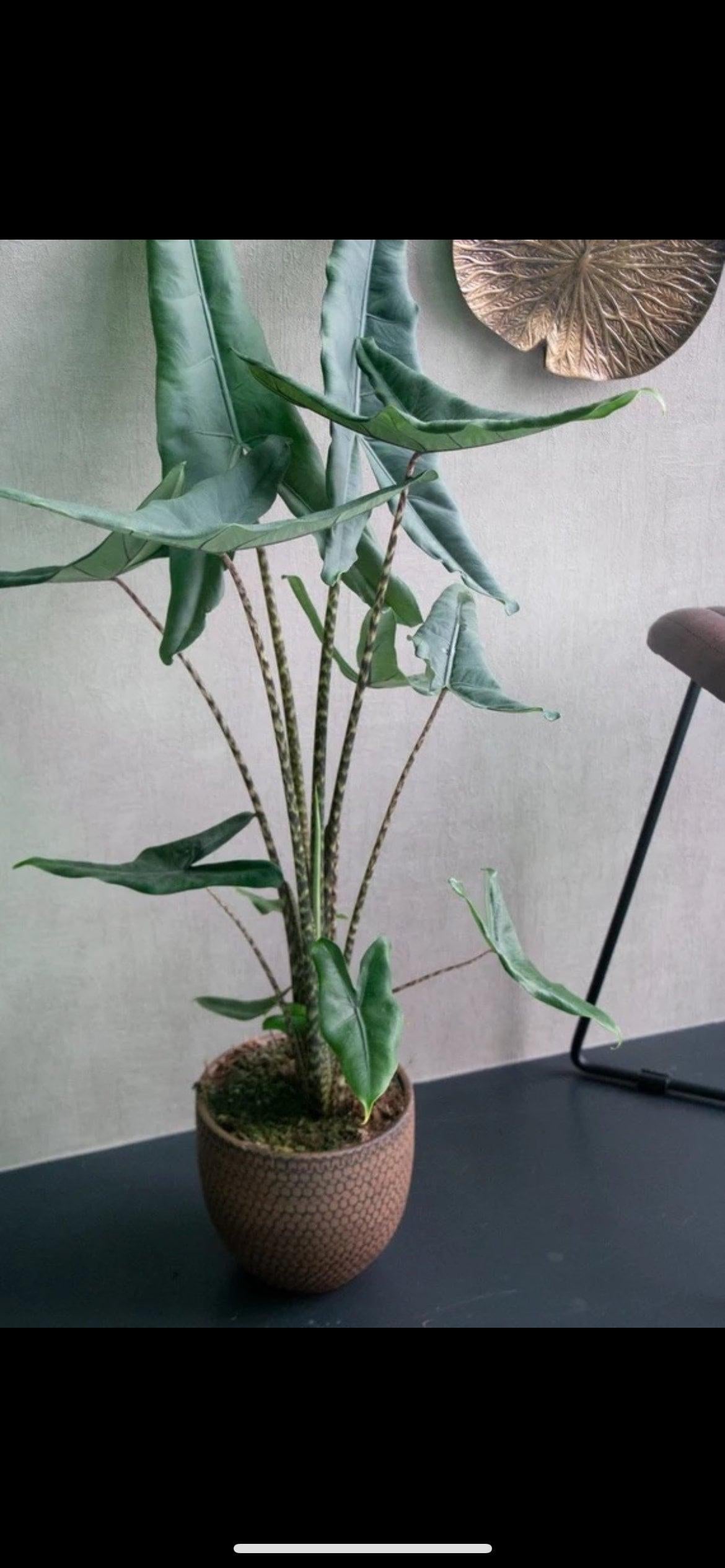 Alocasia 'tigrina' - View 6 from www redcrocus com