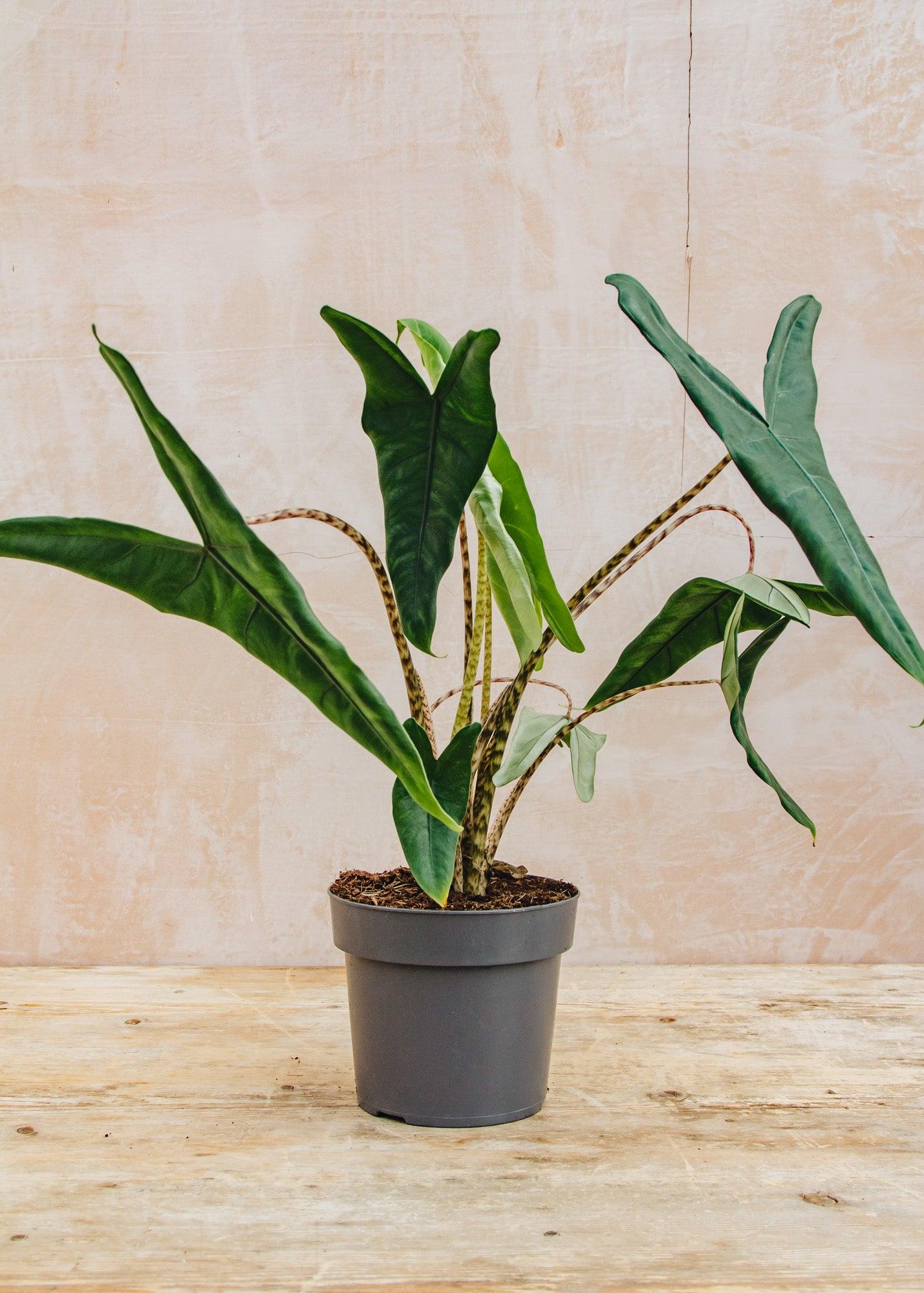 Alocasia 'tigrina' - View 9 from www redcrocus com