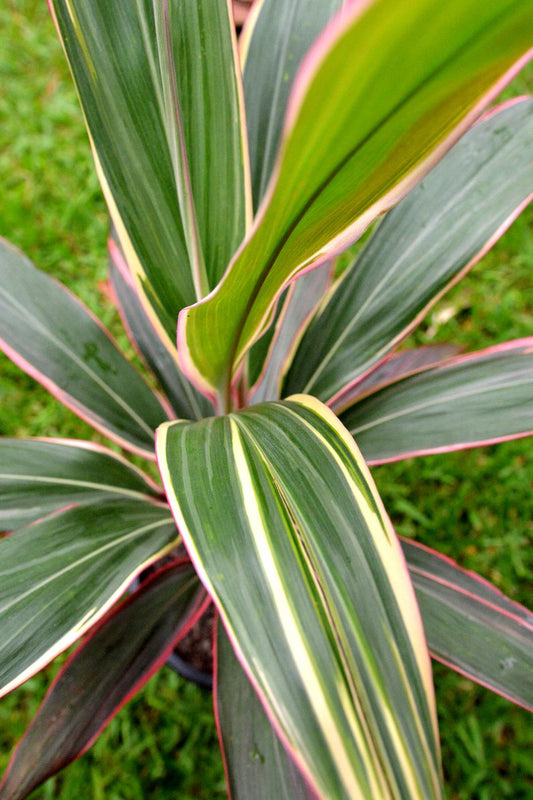Cordyline Fruticosa Pink Diamond - View 1 from www redcrocus com