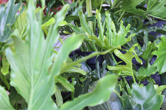 Philodendron Lickety Split - View 10 from www redcrocus com