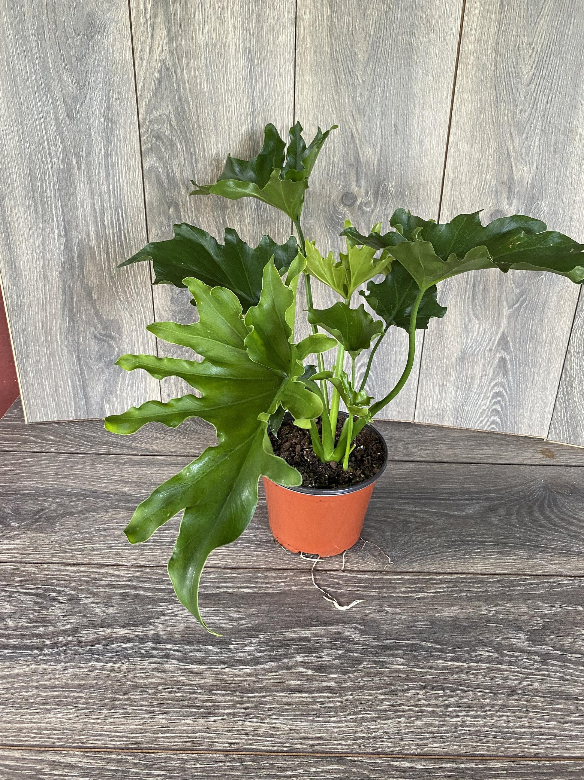 Philodendron Lickety Split - View 15 from www redcrocus com