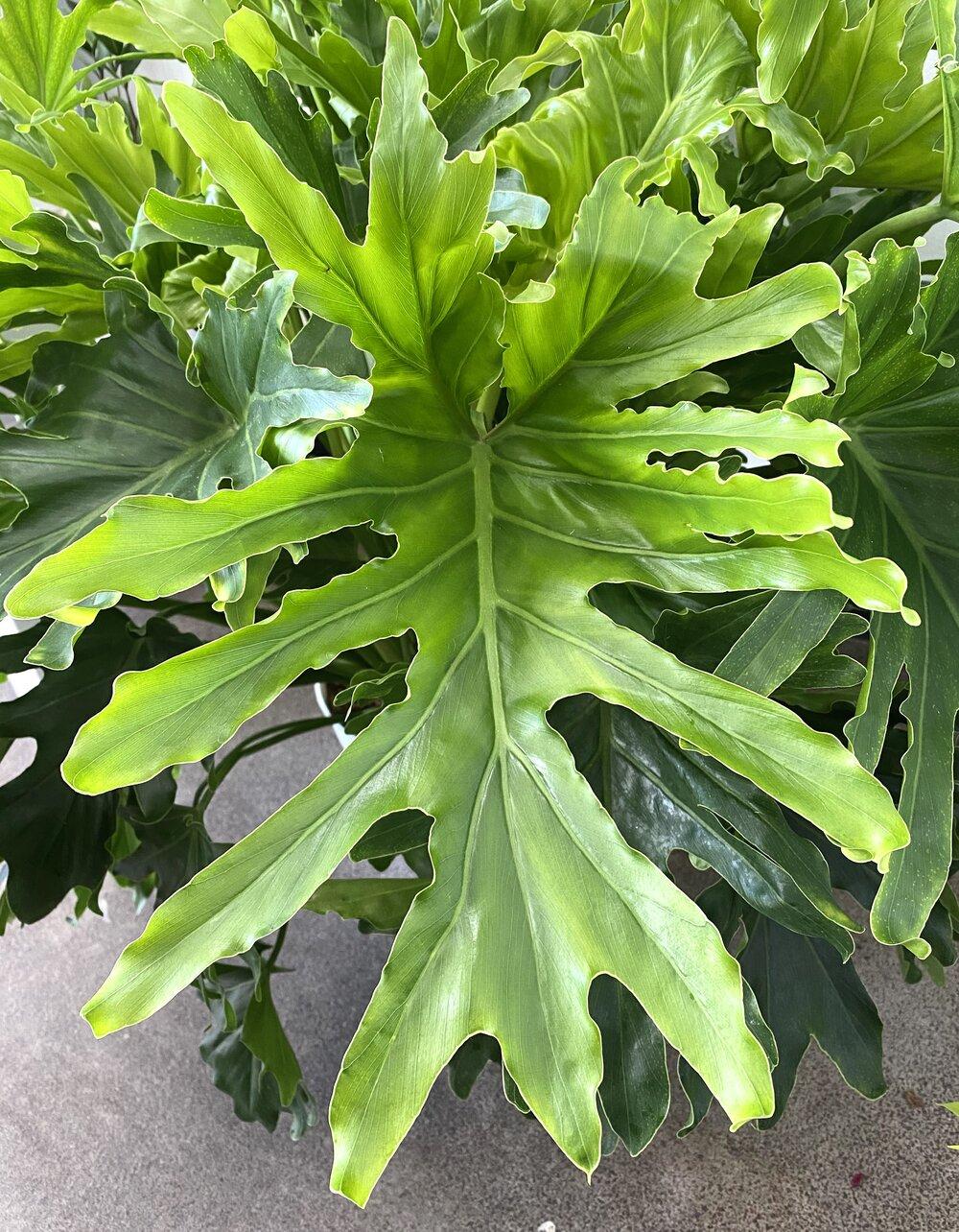 Philodendron Lickety Split - View 16 from www redcrocus com
