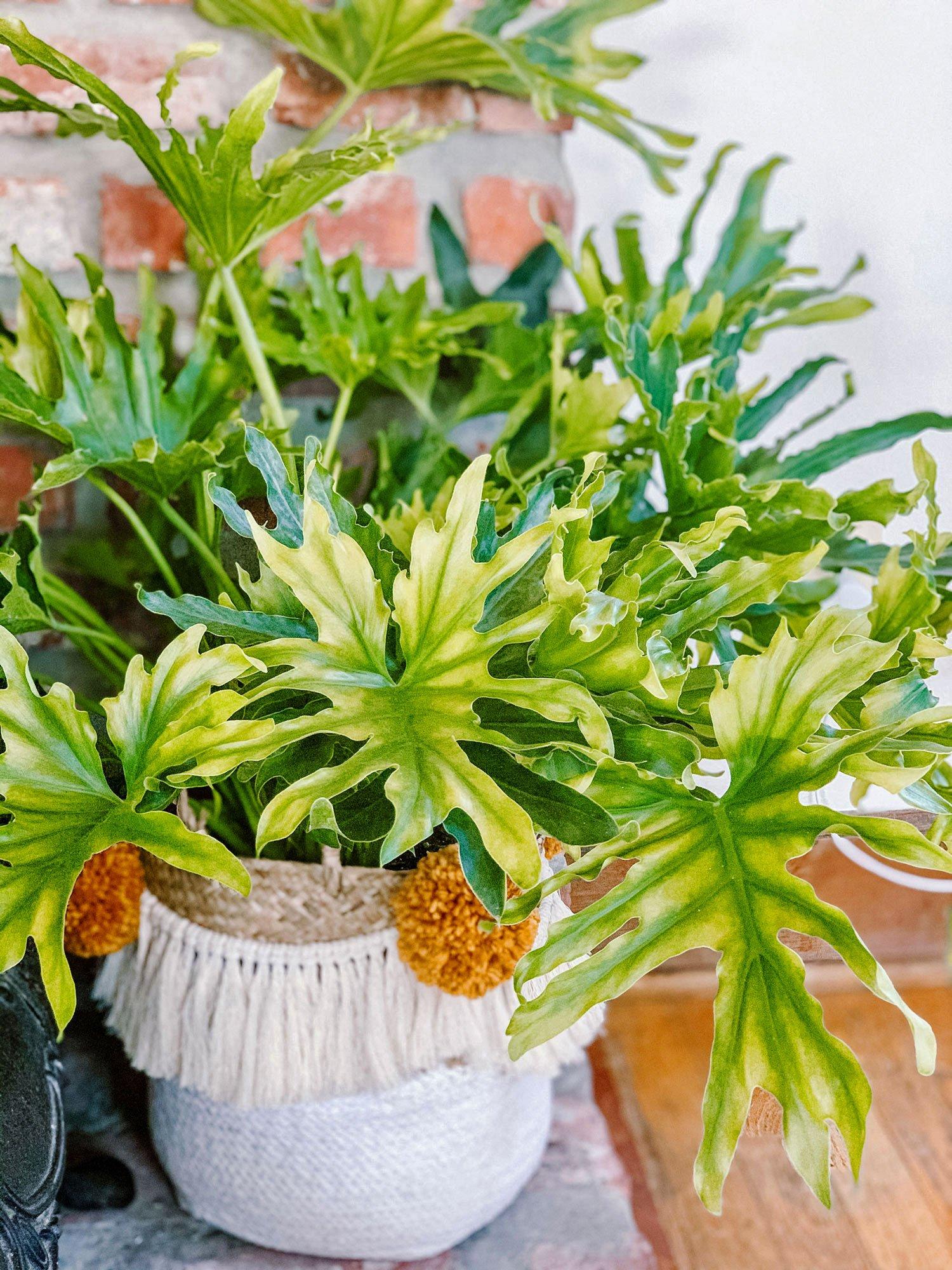 Philodendron Lickety Split - View 17 from www redcrocus com