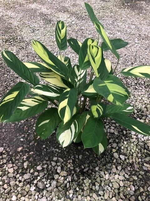 Calathea 'pilosa' - View 12 from www redcrocus com