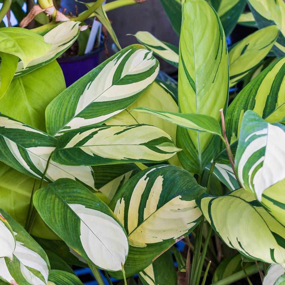 Calathea 'pilosa' - View 13 from www redcrocus com