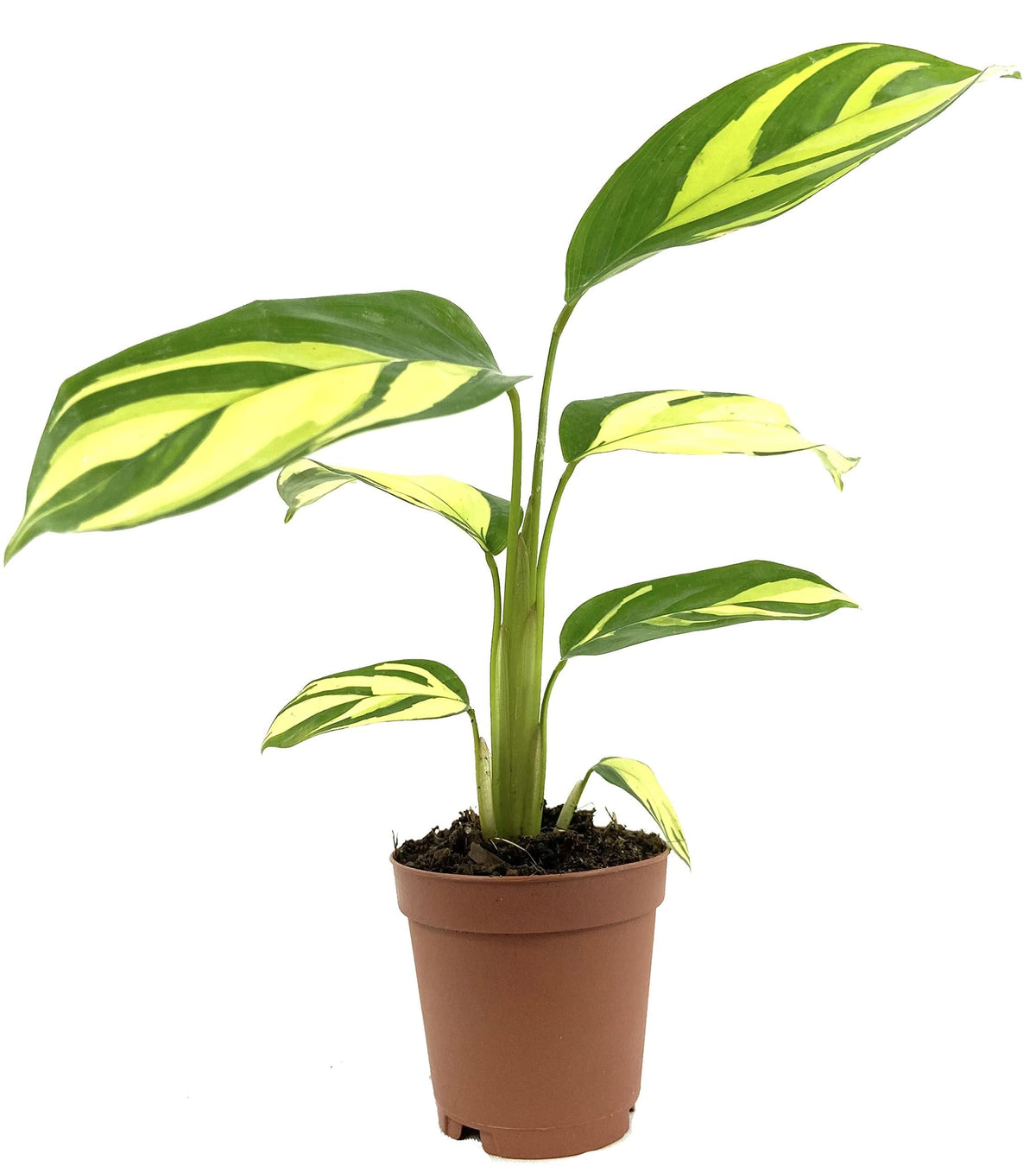 Calathea 'pilosa' - View 14 from www redcrocus com
