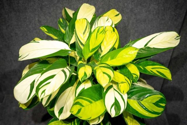 Calathea 'pilosa' - View 16 from www redcrocus com