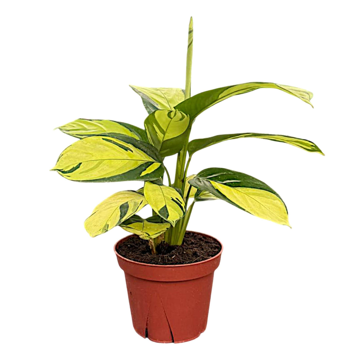 Calathea 'pilosa' - View 17 from www redcrocus com