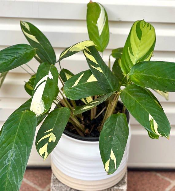 Calathea 'pilosa' - View 18 from www redcrocus com