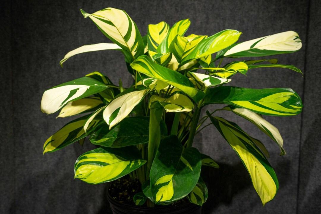 Calathea 'pilosa' - View 19 from www redcrocus com