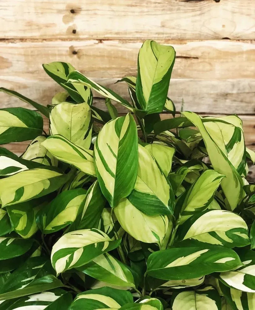 Calathea 'pilosa' - View 1 from www redcrocus com