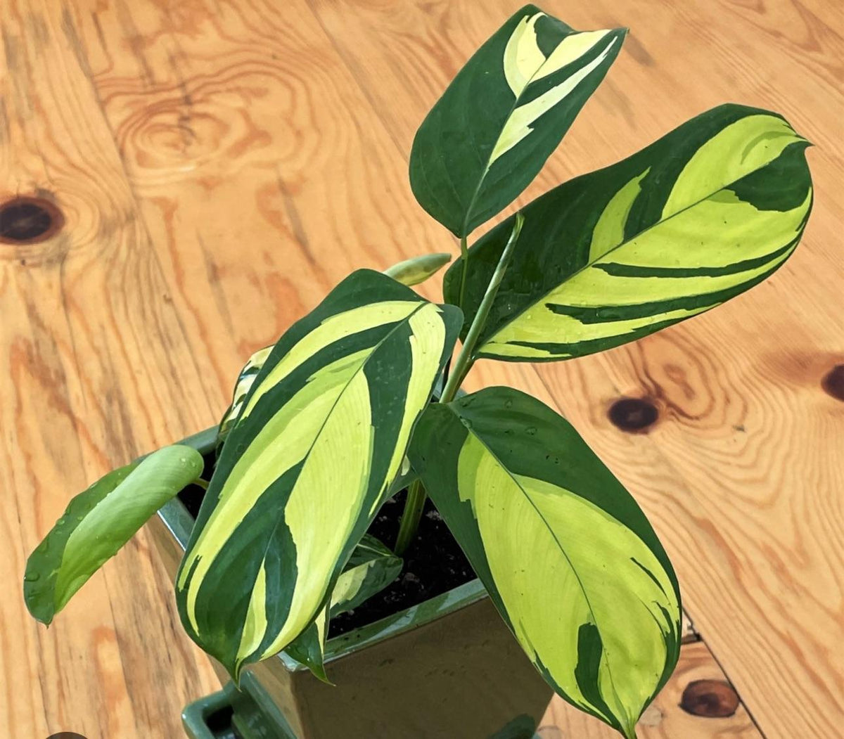 Calathea 'pilosa' - View 22 from www redcrocus com