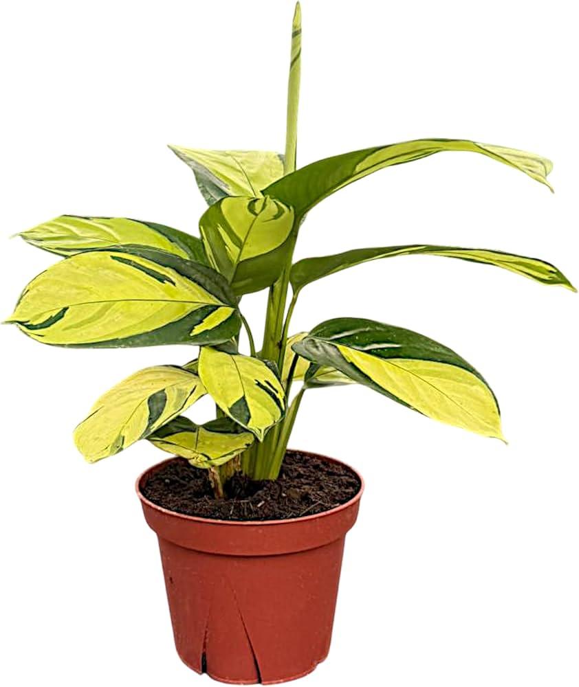 Calathea 'pilosa' - View 26 from www redcrocus com