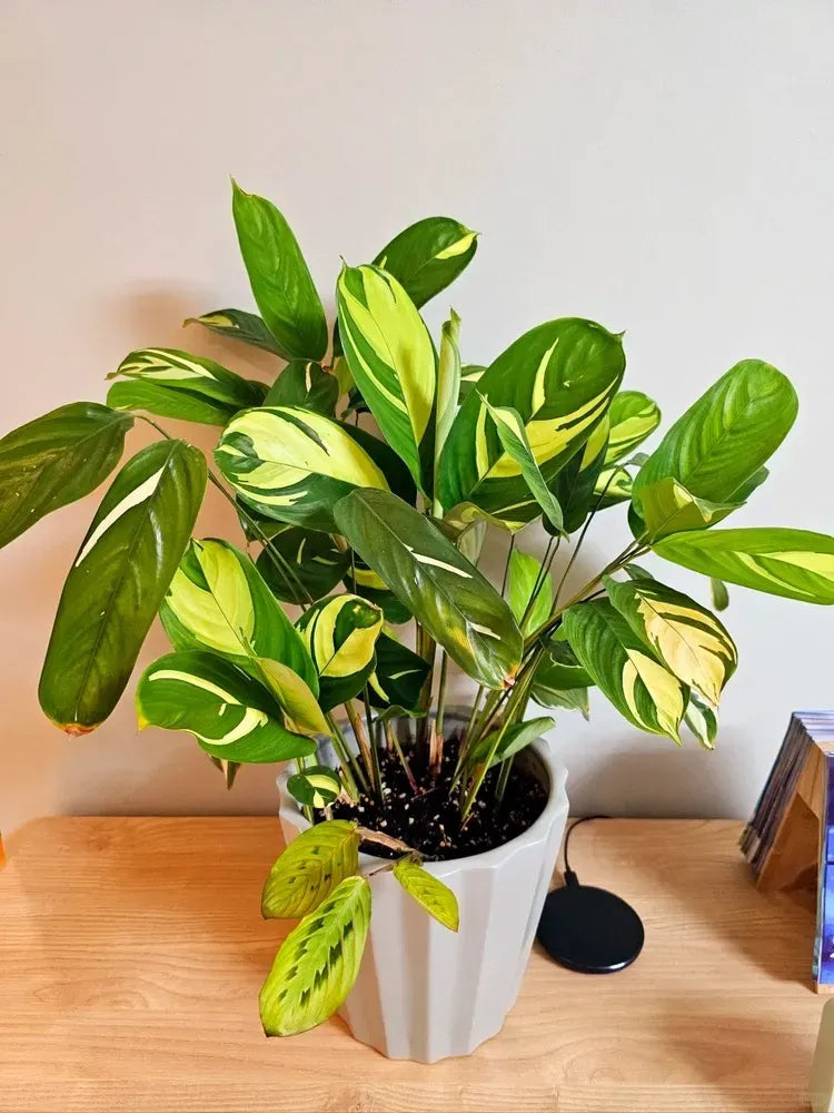 Calathea 'pilosa' - View 27 from www redcrocus com