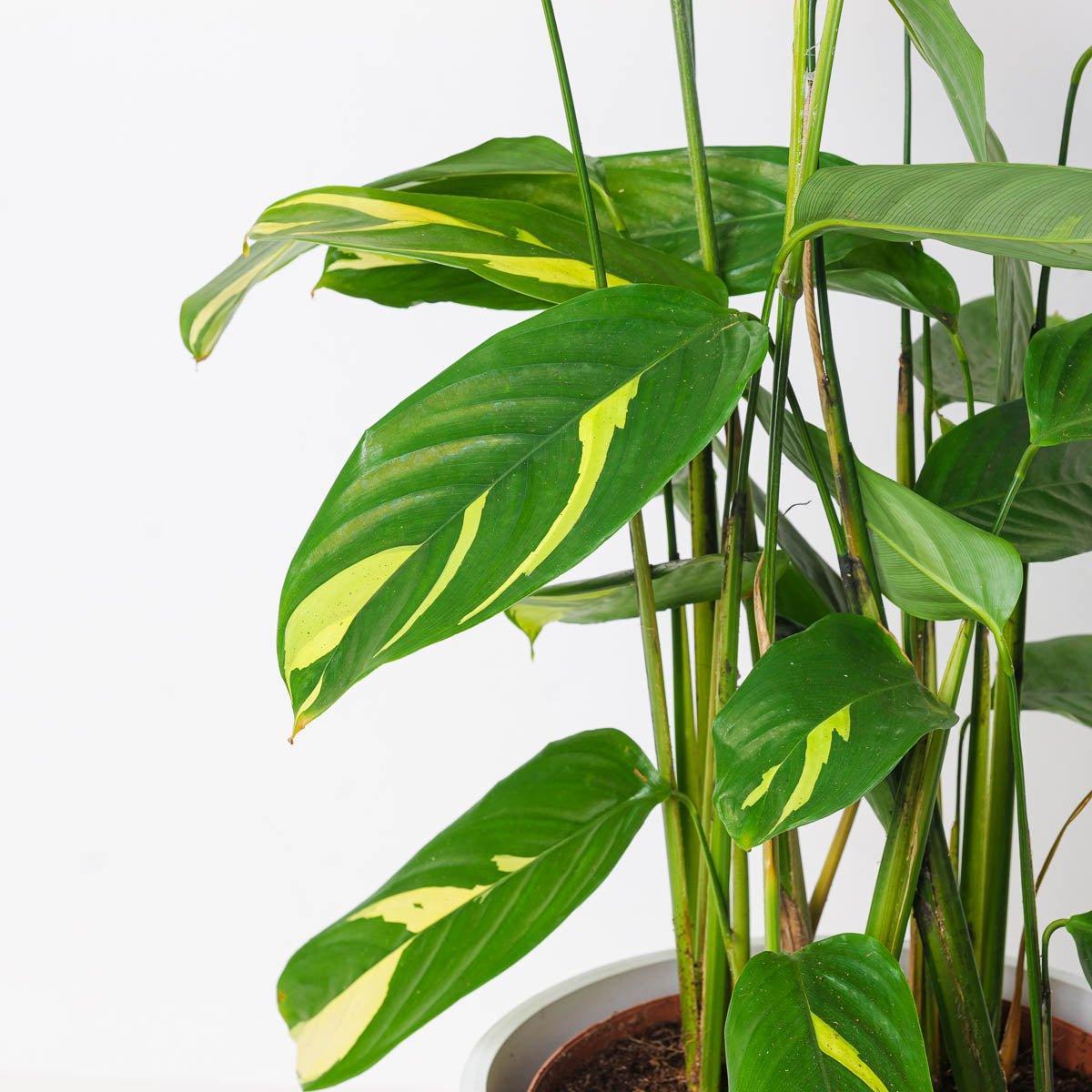Calathea 'pilosa' - View 29 from www redcrocus com
