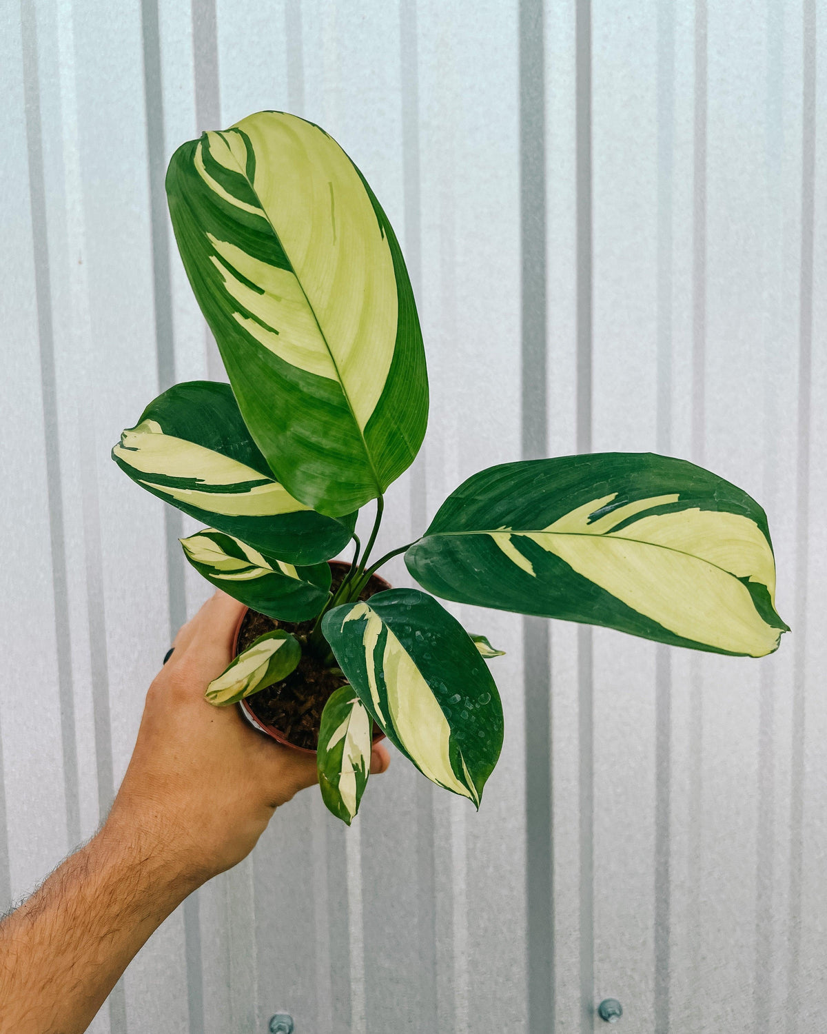 Calathea 'pilosa' - View 2 from www redcrocus com