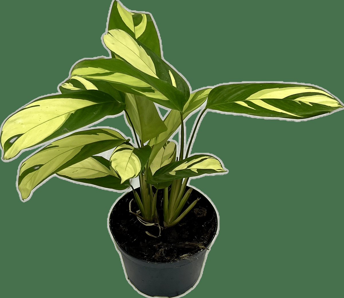 Calathea 'pilosa' - View 3 from www redcrocus com