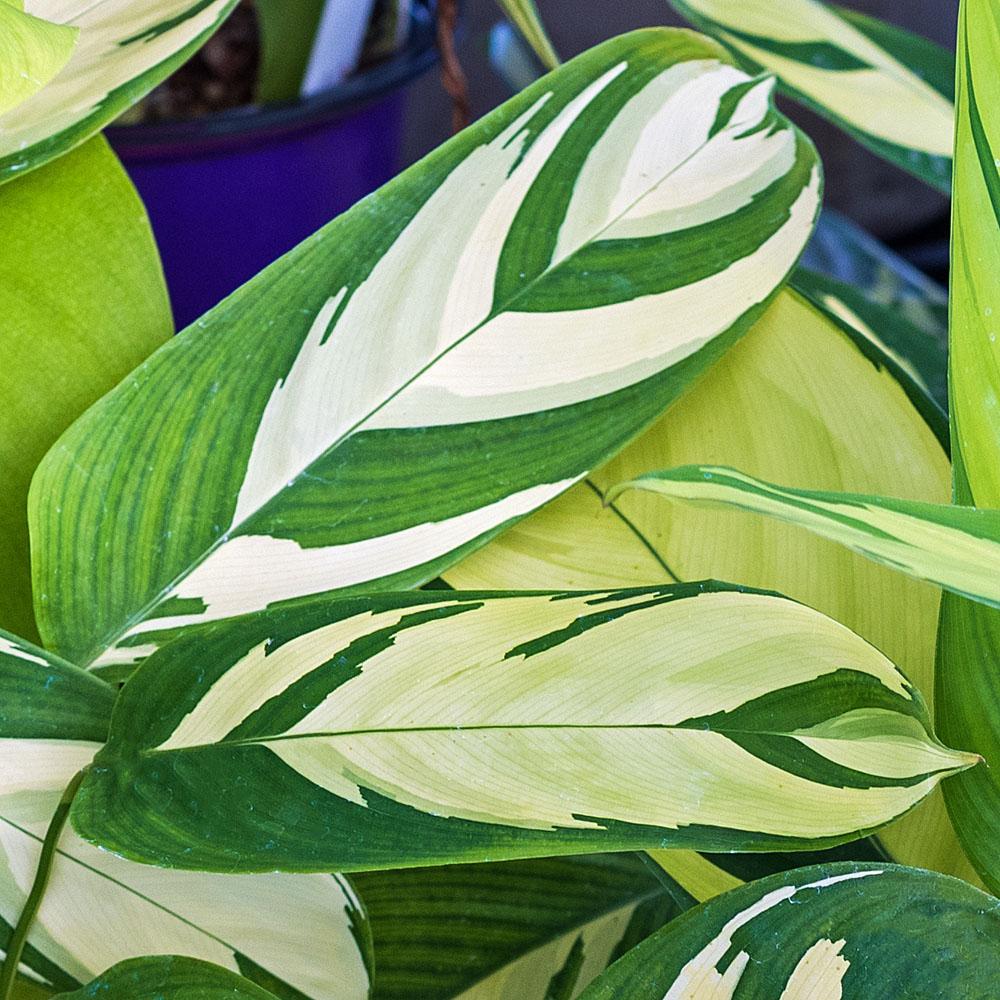 Calathea 'pilosa' - View 4 from www redcrocus com