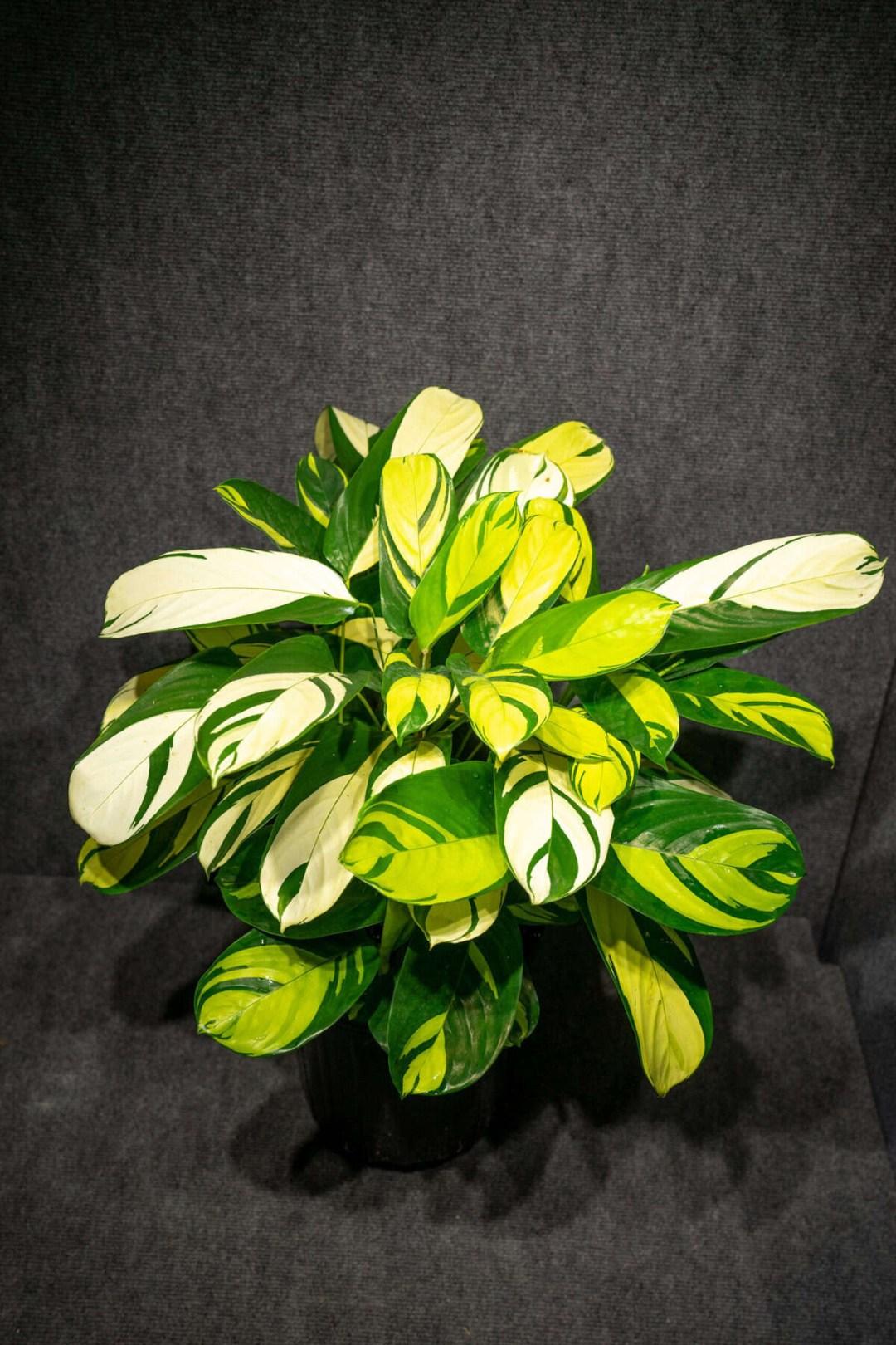 Calathea 'pilosa' - View 5 from www redcrocus com