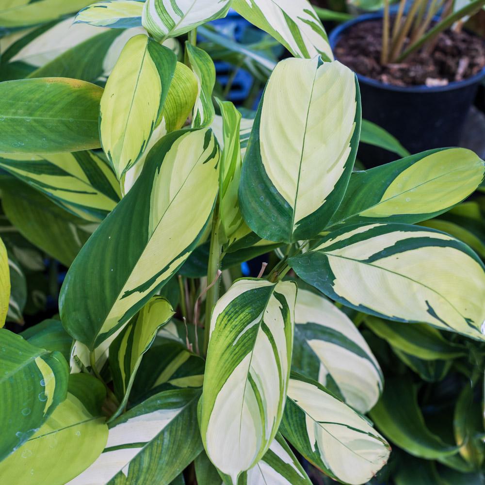 Calathea 'pilosa' - View 8 from www redcrocus com