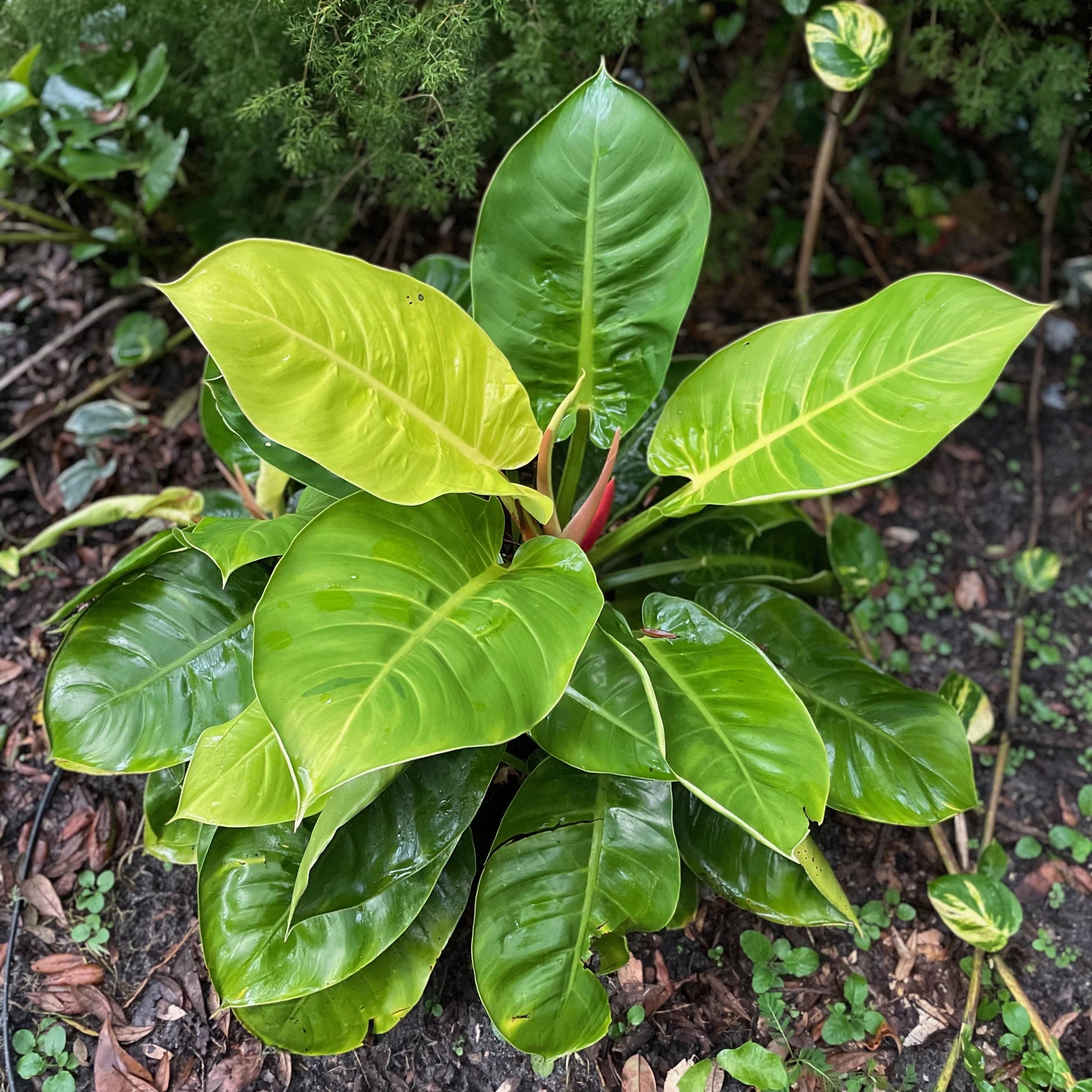 Philodendron Moonlight - View 10 from www redcrocus com
