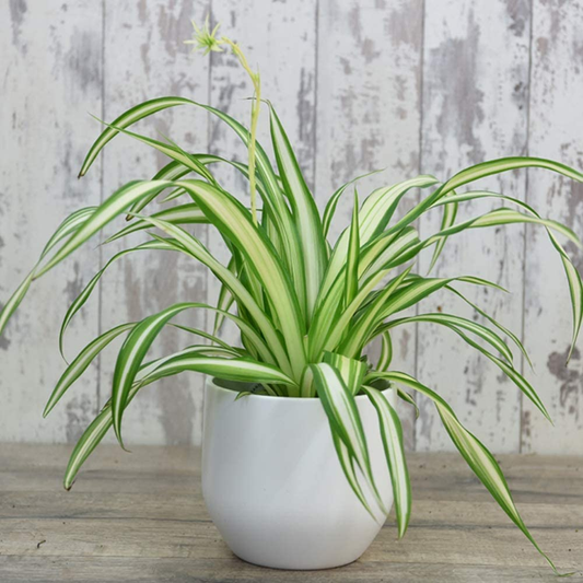 Spider Plant Chlorophytum Assorted - View 10 from www redcrocus com