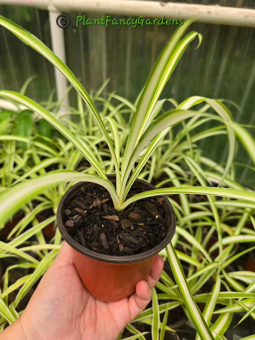 Spider Plant Chlorophytum Assorted - View 7 from www redcrocus com