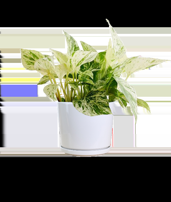 Pothos Epipremnum Aureum Golden - View 16 from www redcrocus com