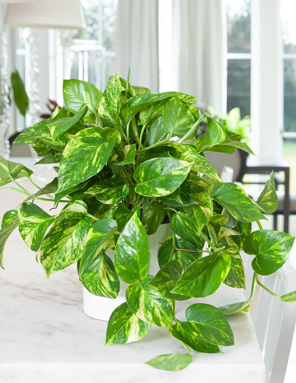 Pothos Epipremnum Aureum Golden - View 18 from www redcrocus com