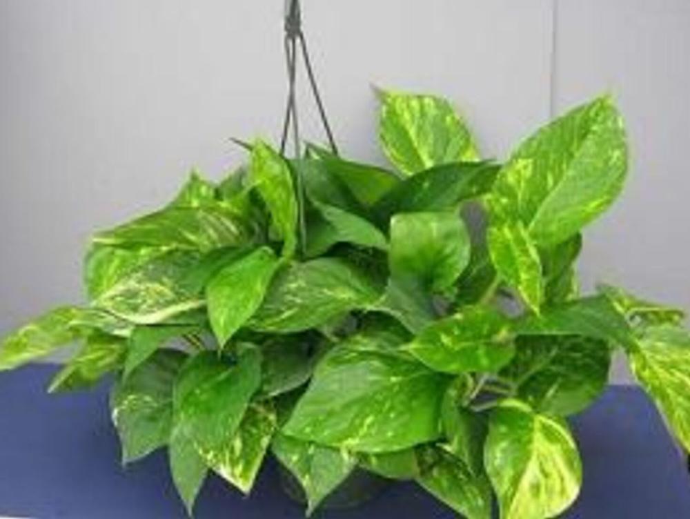 Pothos Epipremnum Aureum Golden - View 2 from www redcrocus com