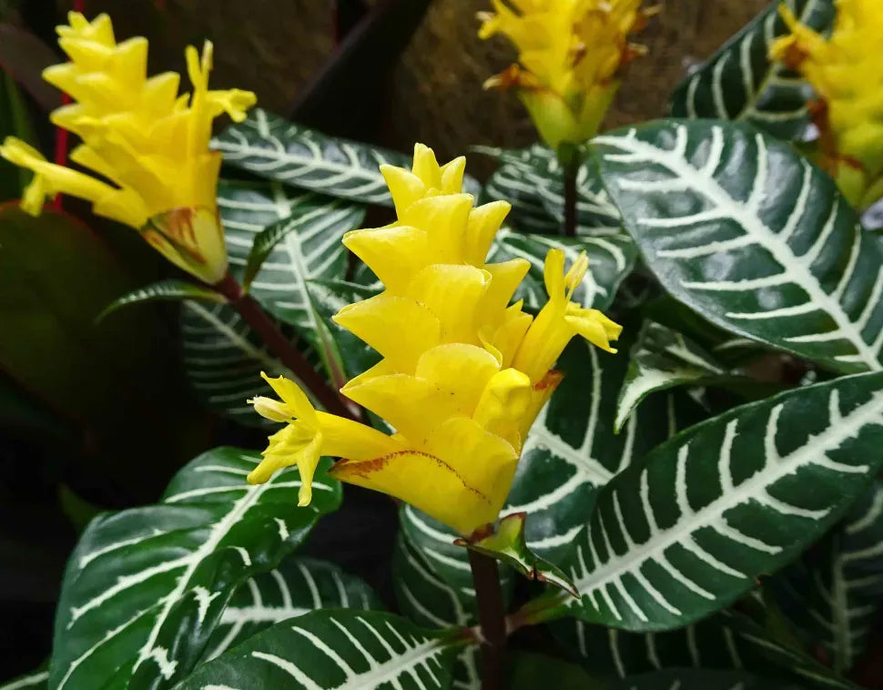 Aphelandra Squarrosa Dania - View 10 from www redcrocus com